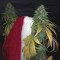 Purple Punch Seeds (Barney's Farm) - Cannabis Strain Seeds for Sale
