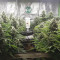 Acquista semi femminizzati Black Russian da Delicious Seeds