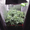 Venta de Sweet ZZ (Sweet Z) (RQS) | Semillas de marihuana feminizadas