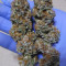 Vente de graines de cannabis Meringue (Dutch Passion)