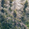 Buy Shiskaberry seeds by Barney's Farm