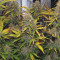 Acquista semi femminizzati Wedding Cheesecake Auto di Fast Buds