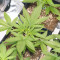 Girl Scout Cookies Auto (Cookies Auto) จาก Fast Buds