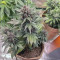 CBD Lemon Potion Seeds - Cannabis Strain Seeds for Sale