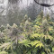 Liberty Haze Seeds - Cannabis Strain Seeds for Sale