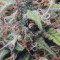 Z Auto feminized seeds for sale: information and reviews