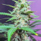 Original Auto Sour Diesel fem: sementes para venda, informações de cepas e avaliações de clientes