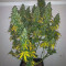 Candy Kush Auto feminized seeds for sale
