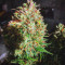 Vente de graines de cannabis White Crystal Meth Auto (Original Sensible Seeds)