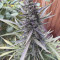 Auto Blackberry Kush Seeds