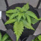 Original Afghan Kush Seeds