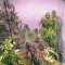 Buy Skywalker Haze feminized seeds by Dutch Passion