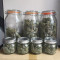 Original Auto OG Kush Seeds - Cannabis Strain Seeds for Sale