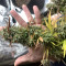 Semi di cannabis fem Gelato Auto in vendita
