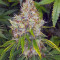Critical Seeds - Cannabis Strain Seeds for Sale