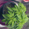 Hindu Kush Automatic feminized seeds for sale