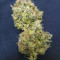 Acquista semi femminizzati Sour Ripper di Ripper Seeds