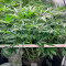 Comprar Grandaddy Purple (GDP) no Brasil