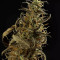 Blackberry Gum Autoflower Cannabis-Samen Kaufen