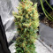 Blue Dream’matic Seeds - Cannabis Strain Seeds for Sale