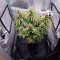 O.G. Kush Autoflower fem: seeds for sale, strain information and customer reviews