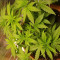 Achetez des graines féminisées Grandmommy Purple par Herbies Seeds