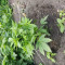 Achetez des graines féminisées Mimosa Shot par Herbies Seedbank