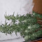 DDoS #33 Seeds (Herbies Seeds) - Cannabis Strain Seeds for Sale
