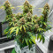 Runtz Autoflower Feminized Seeds (Easy Grow Seeds)