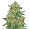 Alien Gorilla Seeds (Original Sensible Seeds)