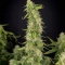 Graines de cannabis Amnesia Haze XL Auto (Zambeza Seeds)