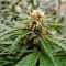 Auto Speed Haze Seeds