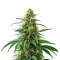 Café Racer Auto Seeds