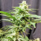DJ’s Gold feminized seeds