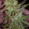 Do-G feminized seeds
