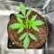 Durban Poison Autoflower Feminized Seeds (Humboldt Seed Company)