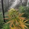 Durban Poison Seeds (Barney's Farm)