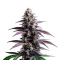 Extraction Zoap Seeds
