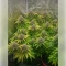 Fat Bastard Seeds (Blimburn Seeds)