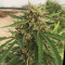 GG#4 Original Glue Auto feminizadas (Auto Seeds)