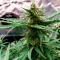 Gorilla G4 Fast Seeds