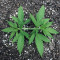 Grandaddy Purple