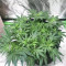 Graines féminisées de Grandmommy Purple (Herbies Seeds)