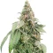 Heavy Kickers Mix Pack Seeds From Herbies Seeds