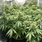 Highcloudz Auto Seeds