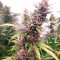 Graines de cannabis Mexican Sativa regular (Sensi Seeds)