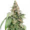 Mimosa Shot Seeds (Herbies Seeds)