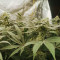 Mimosa x Orange Punch Seeds (Barneys Farm)