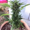 Northern Light Auto (Xtreme Seeds)