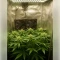 Northern Light Automatic Seeds (RQS)